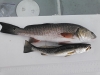 201504241436